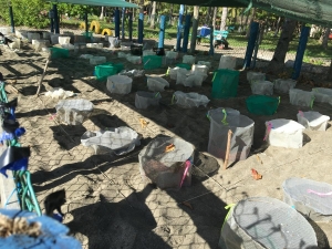 Turtle eggs incubated