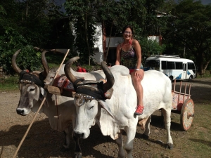 Oxcart rides? never gets old