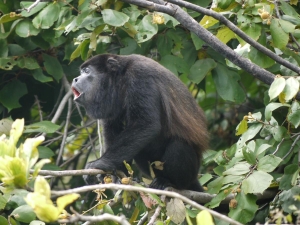 Howler monkey bellows in the trees