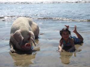 The original Lola the pig in the surf at her namesake restaurant in Avellanas